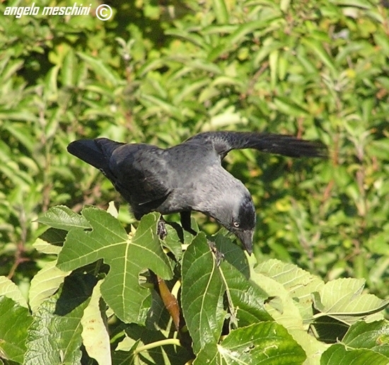 Taccola  Corvus monedula equilibrista